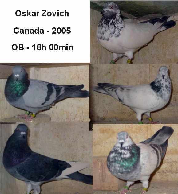 Oskar Zovich