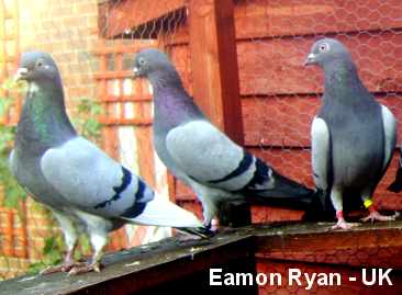 Eamon Ryan's birds
